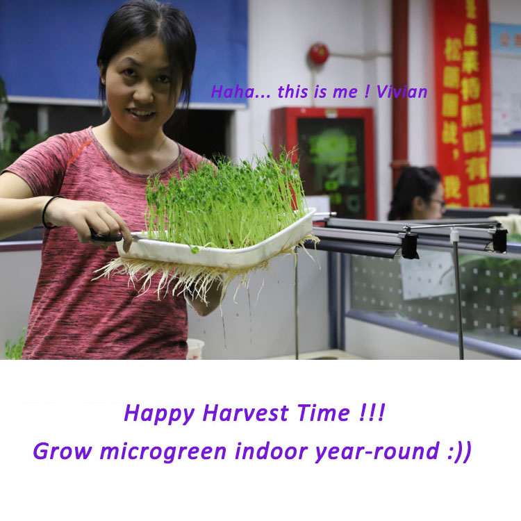 hydroponics microgreen seeds growing light plant propagation trays